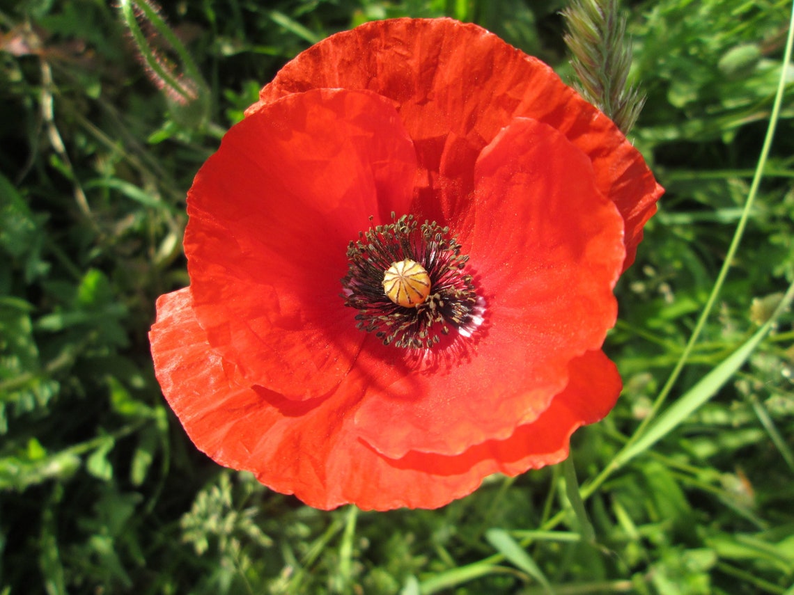 Red Corn Poppy Seeds Red American Legion 1500 Flower Seeds | Etsy