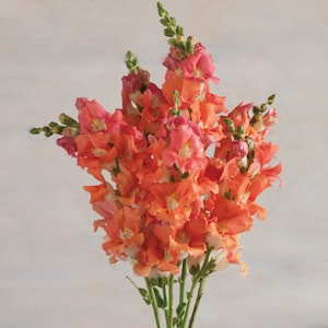 Chantilly™ Bronze F1 Snapdragon Seeds, 50 Flower Seeds // Open Pollinated, Non-GMO, antirrhinum majus