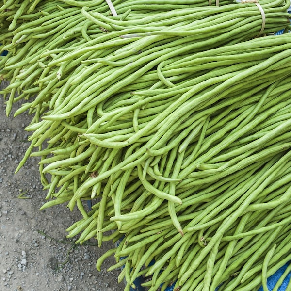 Oriental Yard Long Pole Bean Seeds, 25 Count, Long Green Beans