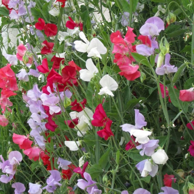 May include: A close-up of a variety of sweet pea flowers in shades of pink, white, and purple. The flowers are growing on a vine and are in full bloom.