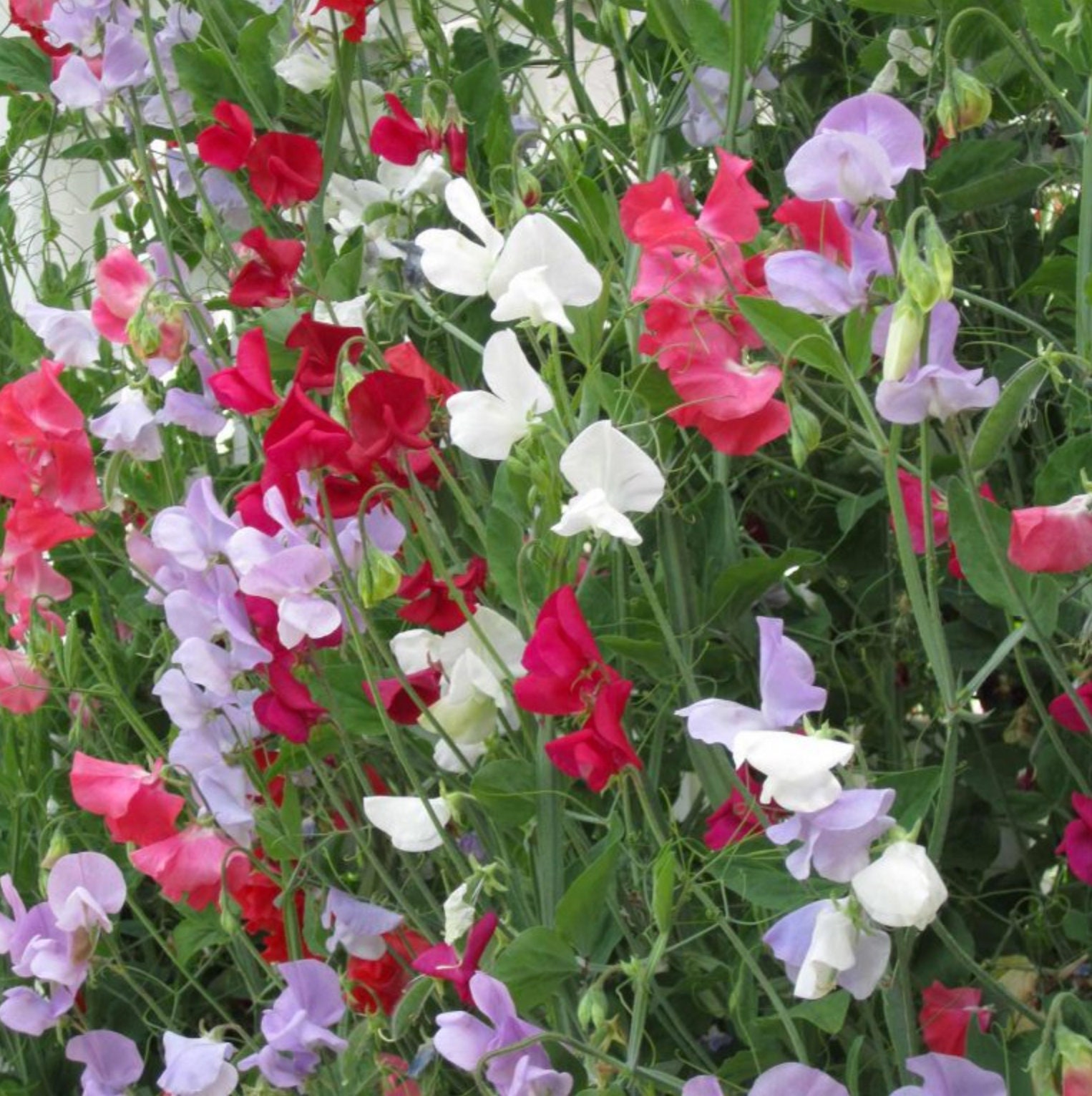 Everlasting Sweet Peas 40 Mixed Sweet Pea Seeds // NonGMO Etsy