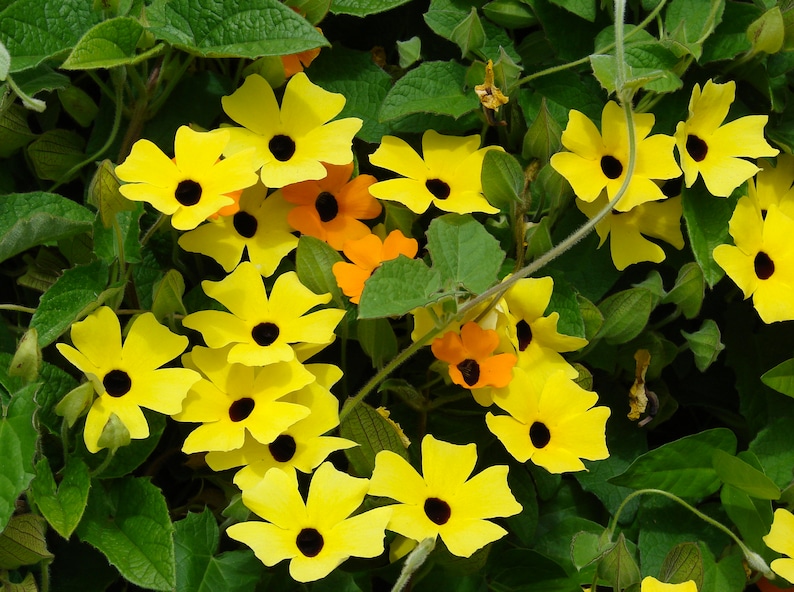 Thunbergia Alata Seeds, Black Eyed Susan Vine, Susie Mix, Orange, Yellow, White Flowers, 100 Seeds // Non-GMO, thunbergia alata image 2