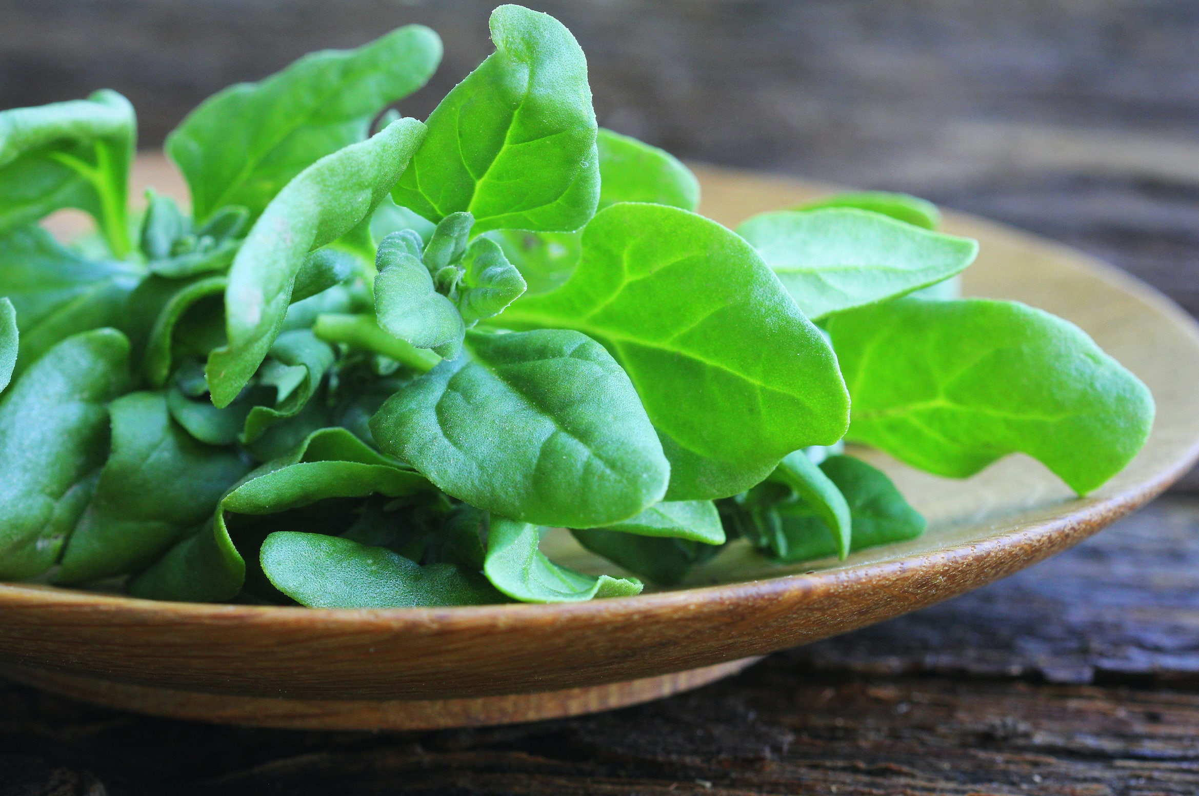 New Zealand Spinach Seeds, Heat & Drought Tolerant, Tetragon, Cook's Cabbage, 25 Seeds // Non GMO, Tetragonia tetragonioides