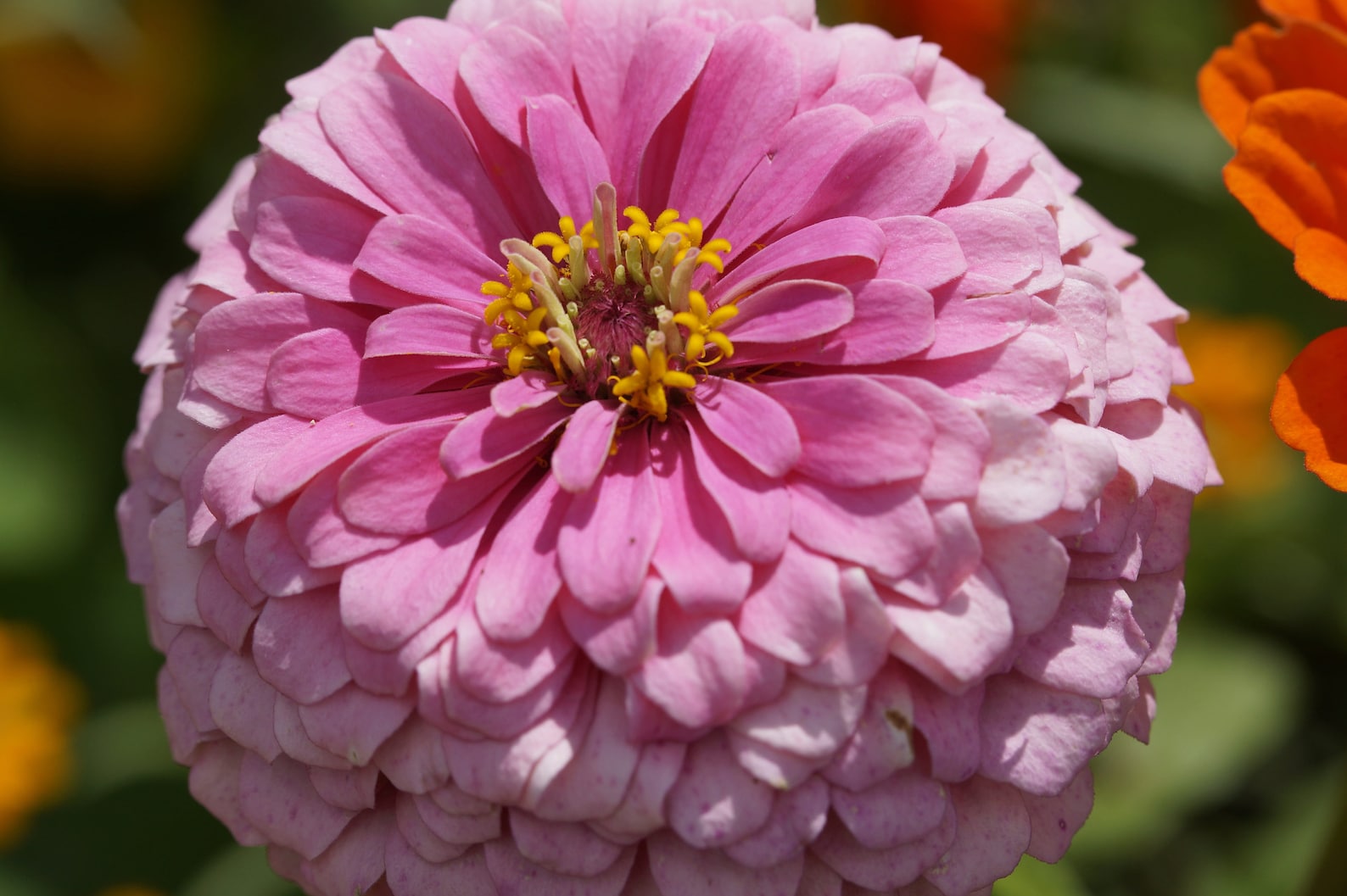 Zinnia Seeds Luminosa Light Pink Zinnias 100 Seeds // Etsy