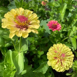Queeny Lime Blush Zinnia Seeds, Queen Lime Blush // Non-gmo, Zinnia ...