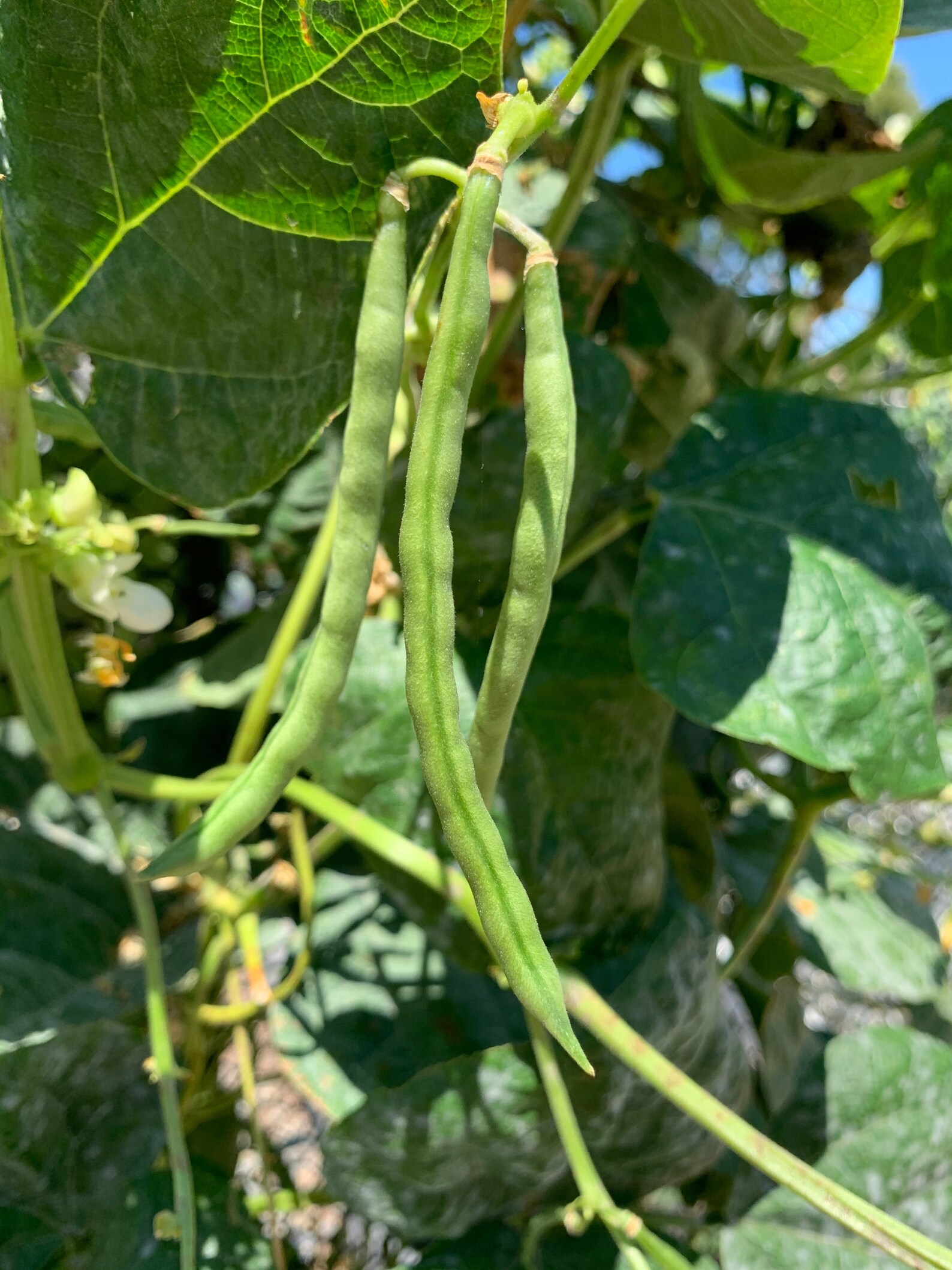 Kentucky Wonder Pole Bean Seeds Long Green Beans 50 Seeds // Etsy