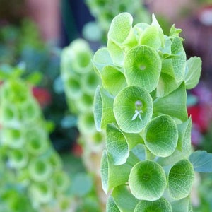 May include: Close-up of a green bellflower plant with multiple bell-shaped flowers. The flowers are green and have a delicate, almost translucent appearance.