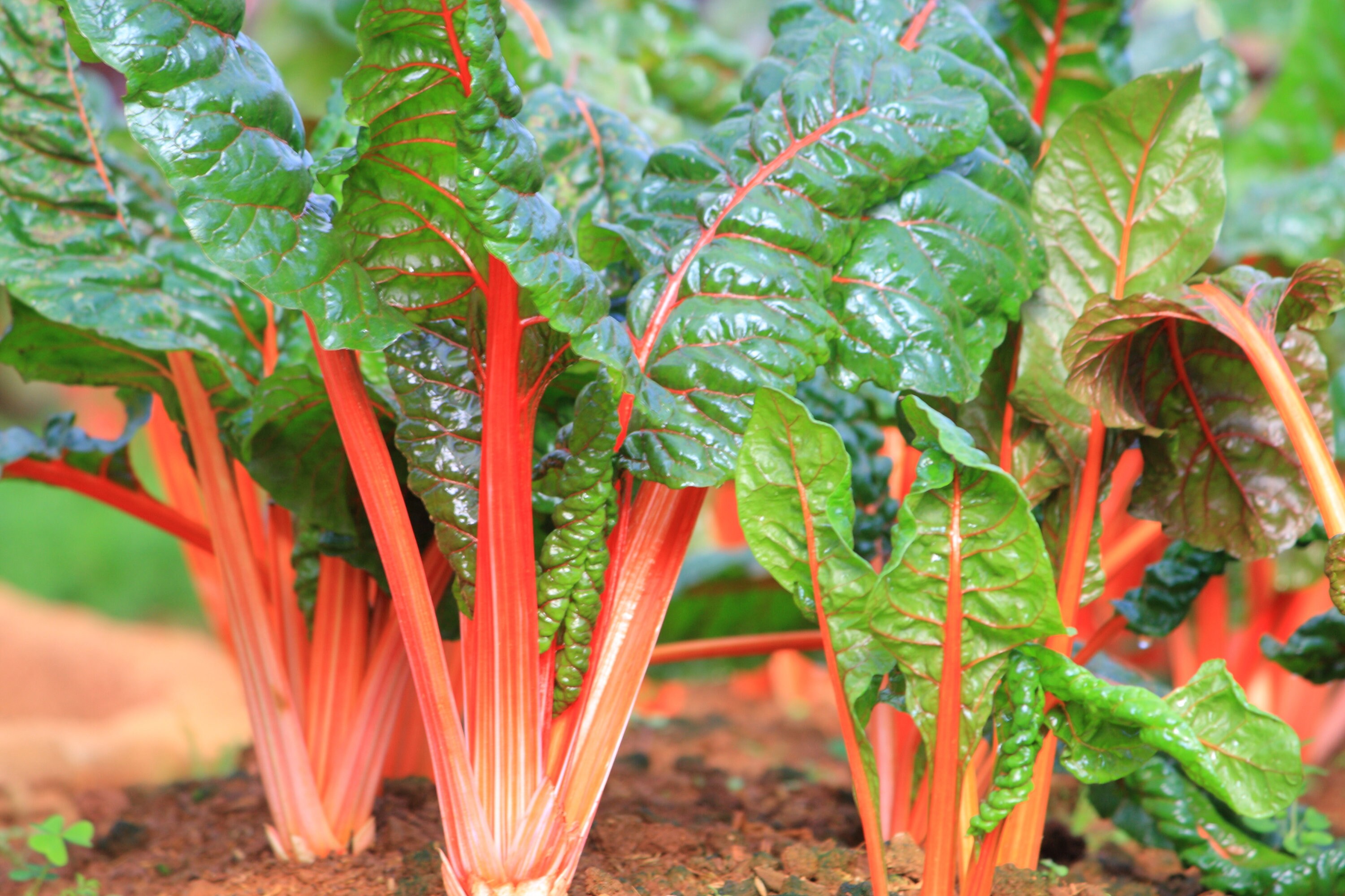 Orange Swiss Chard Seeds 150 Seeds // Heirloom Non GMO Etsy