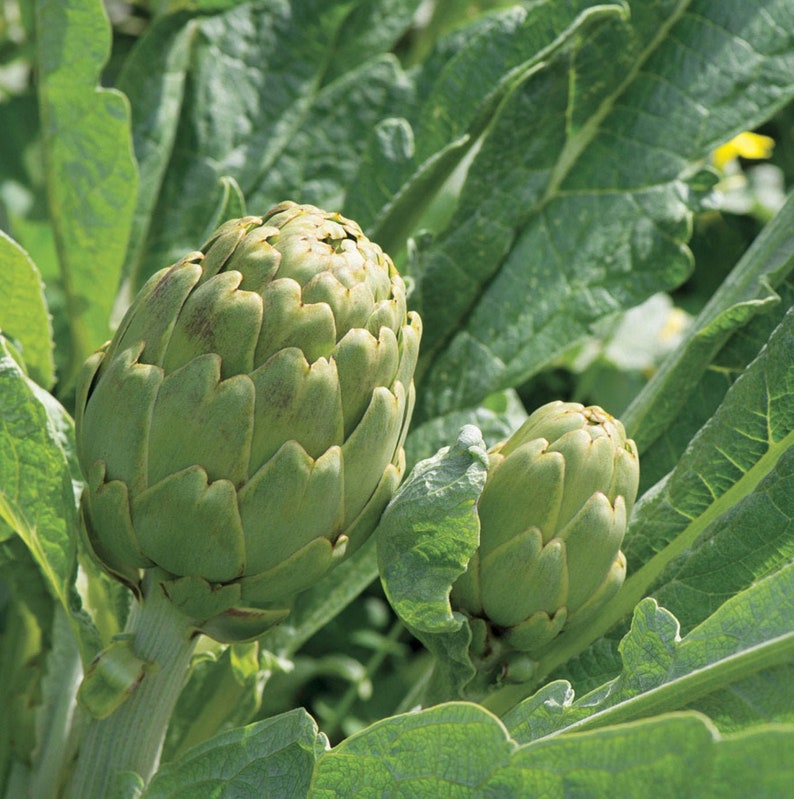 Imperial Star Artichoke Seeds Green Artichokes 25 Seeds // Etsy