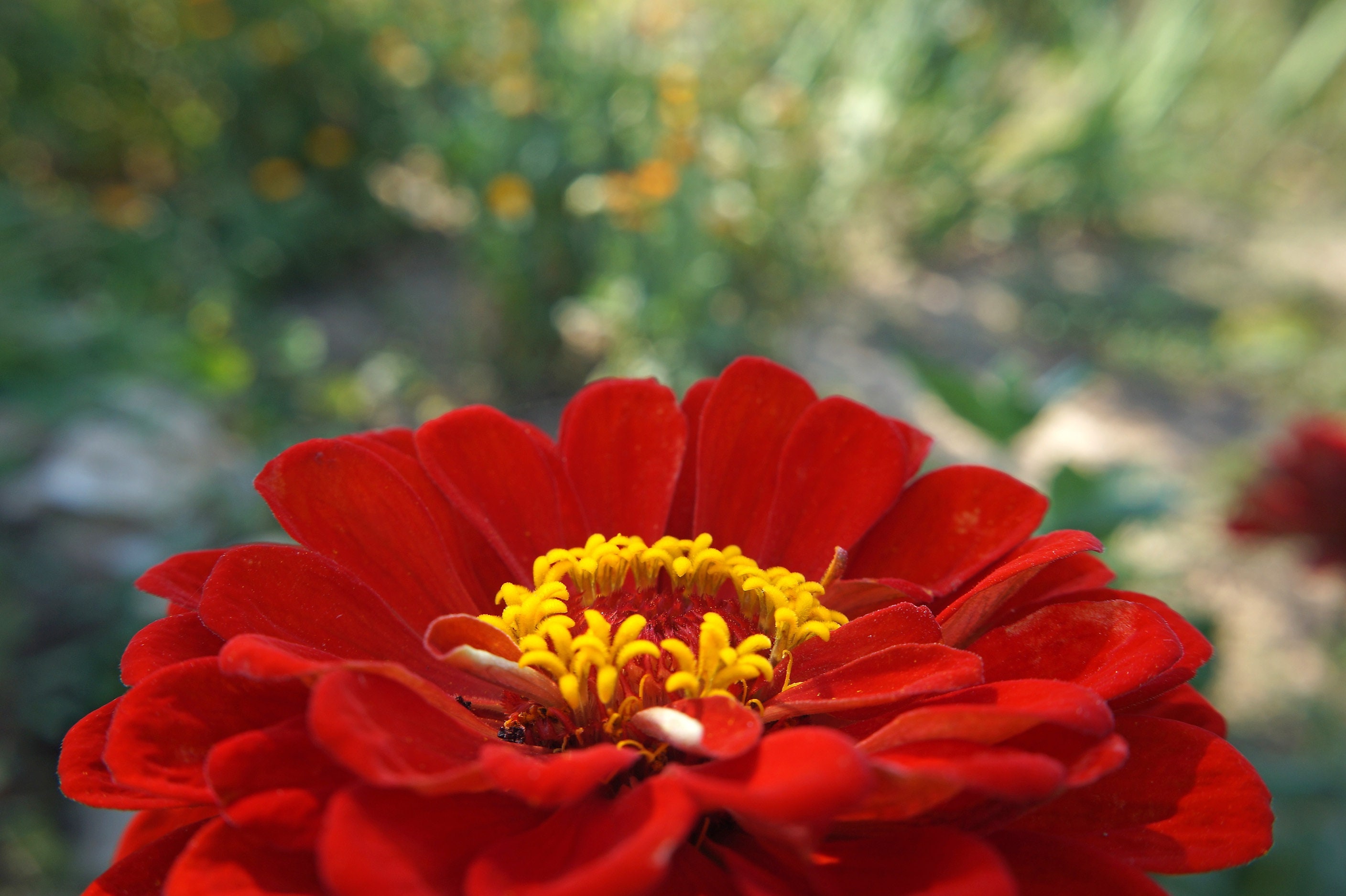 Meteor Zinnia Seeds Burgundy Red Zinnias SemiDouble & Etsy