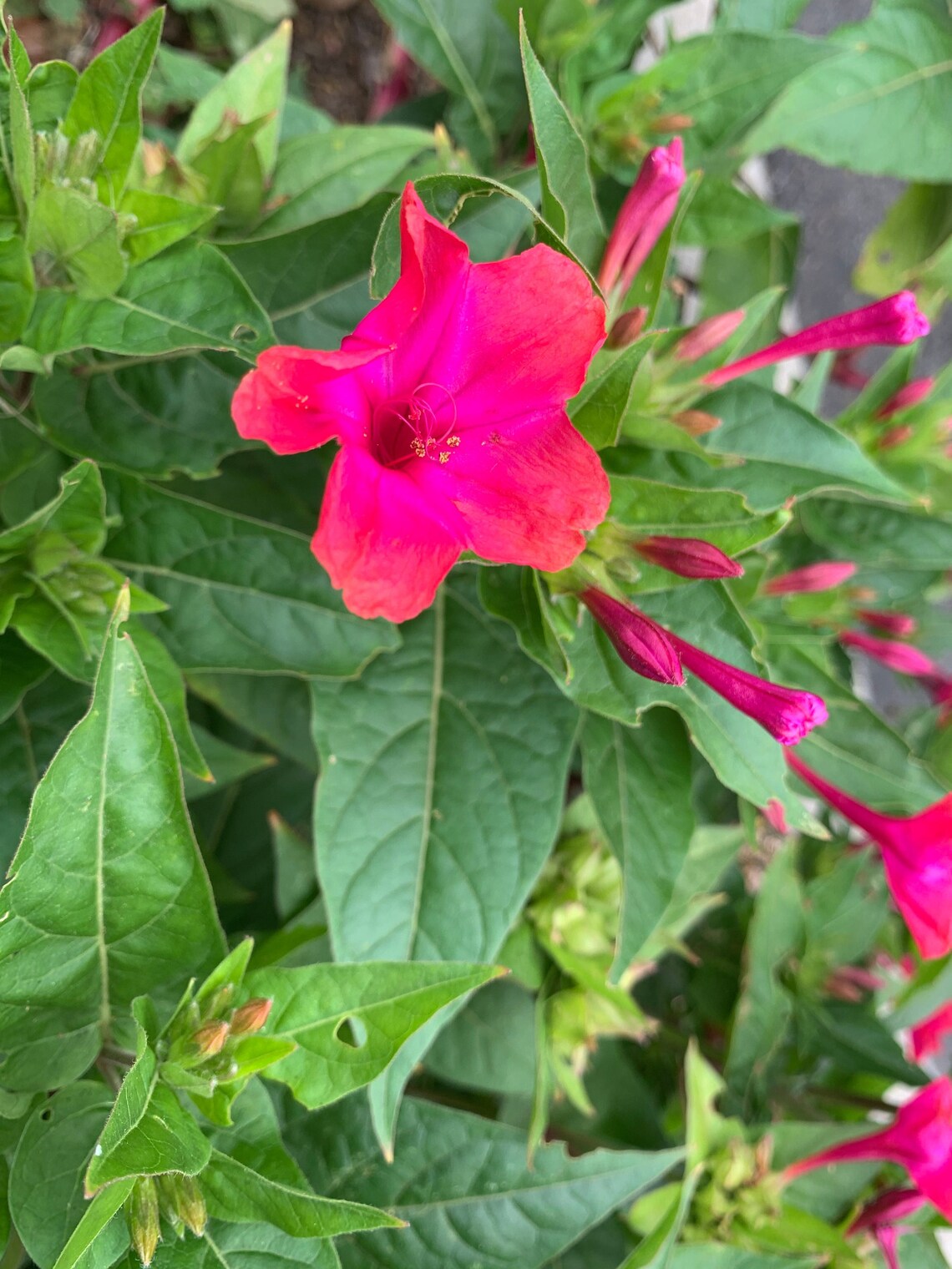 Rose Four O'clock Seeds Vibrant Pink 4 O'clock Etsy