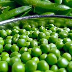 Progress No. 9 Peas, Bush Peas // Heirloom, Non-GMO, Pisum sativum