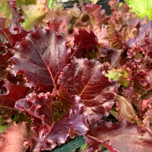 Organic Lollo Rossa Leaf Lettuce Seeds // Organic, Heirloom, Non GMO, Lactuca sativa