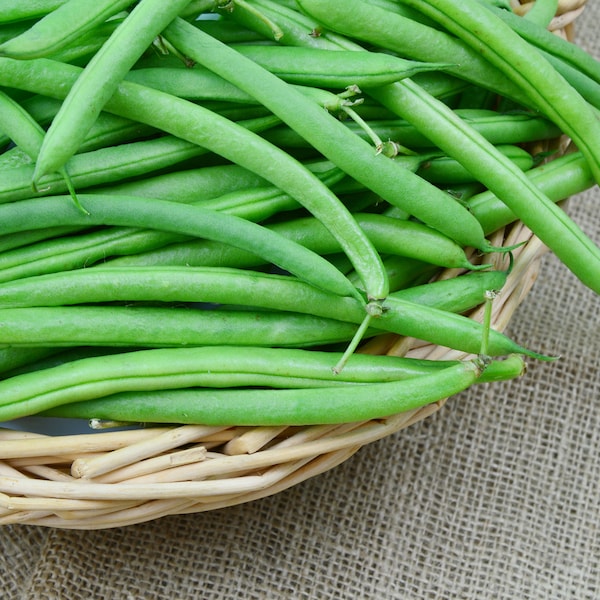 Slenderette Bush Bean Seeds, Stringless Green Beans, French Beans, Haricot Vert, 50 Seeds // Heirloom, Non-GMO, phaseolus vulgaris