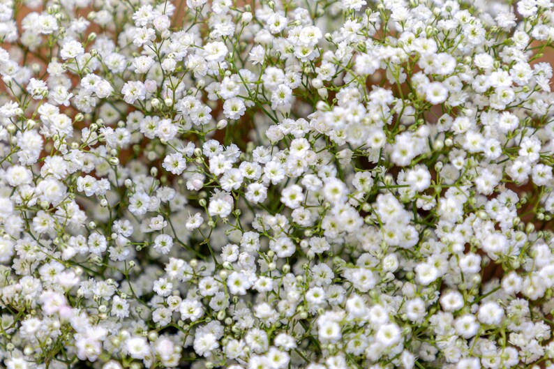 White Baby's Breath Seeds Perennial Babys Breath 600 Etsy