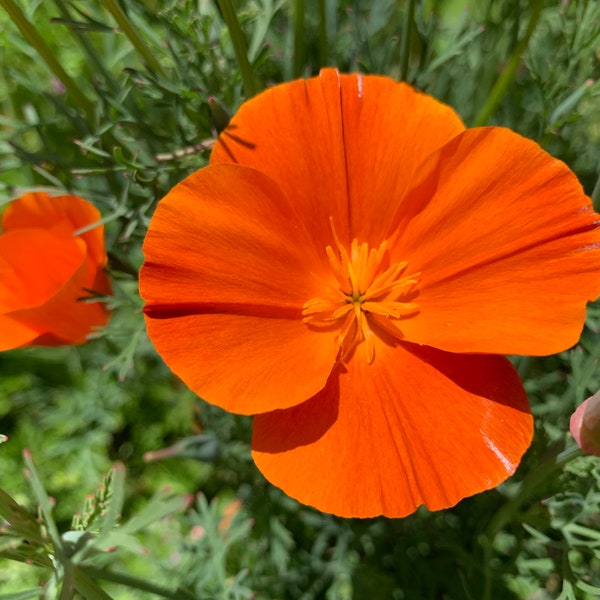 Mikado California Poppy Seeds, Orange/Red California Poppies, 1000 Flower Seeds // Non-GMO, Eschscholzia californica