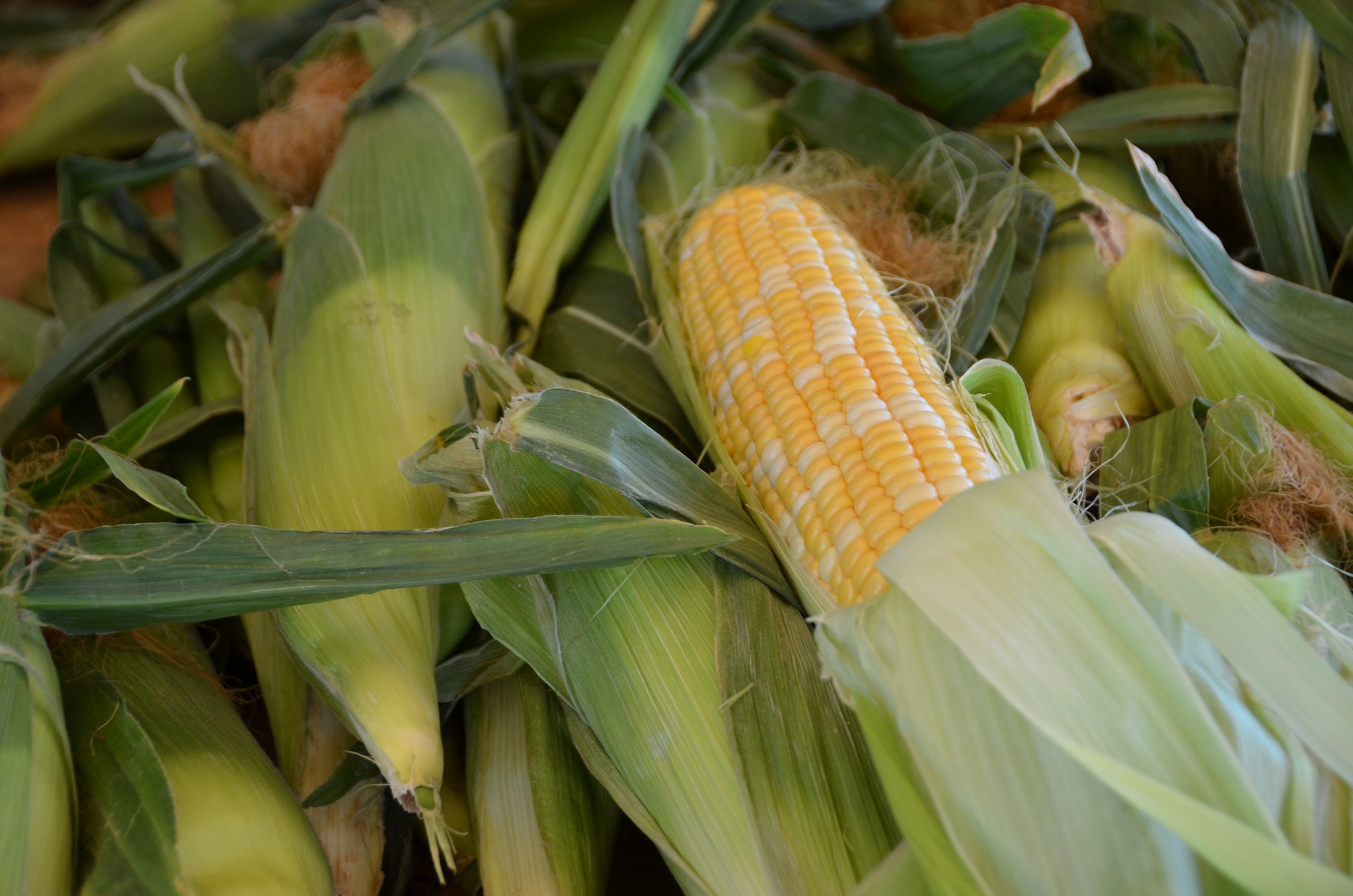 Peaches and Cream Corn Seeds 60 Seeds // Hybrid NonGMO zea Etsy