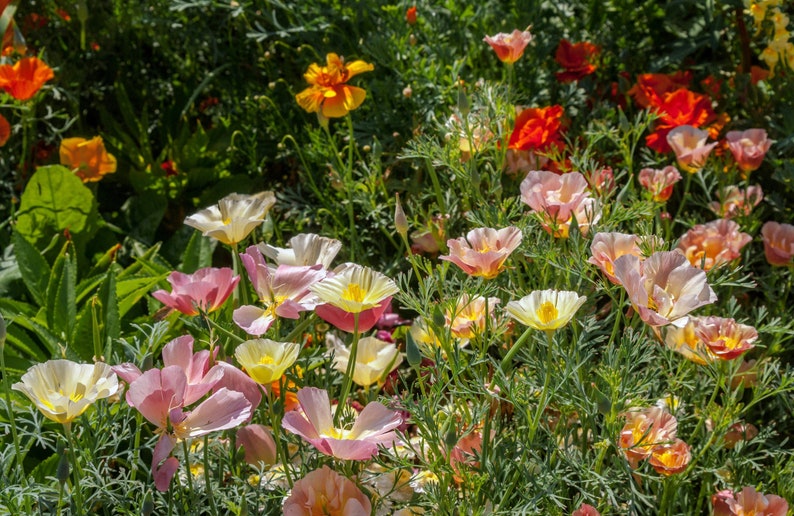 Ballerina Mix California Poppy Seeds Mixed Colors California - Etsy