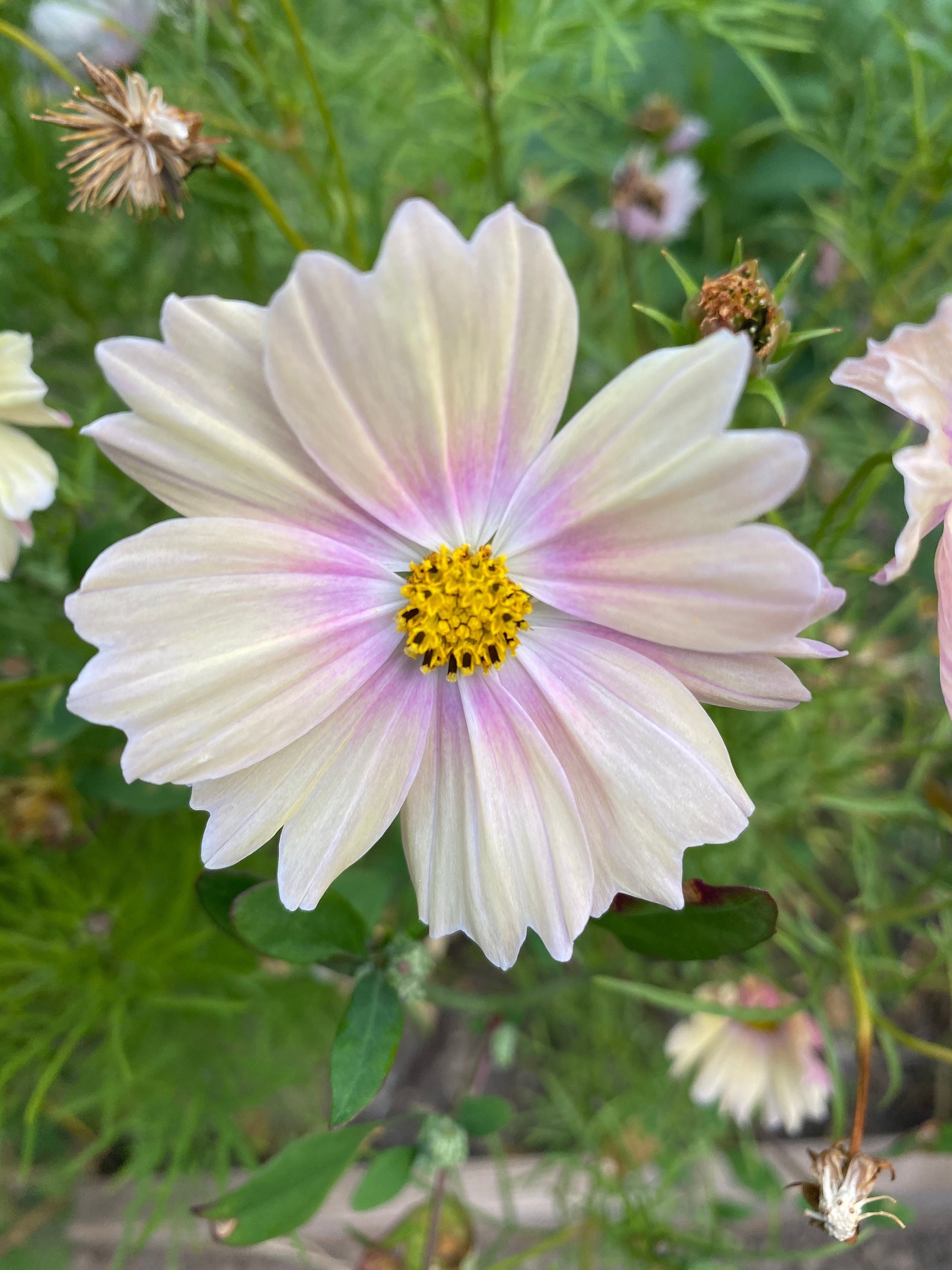 Organic Apricot Lemonade Cosmos Seeds Bicolor Yellow & Pink Etsy
