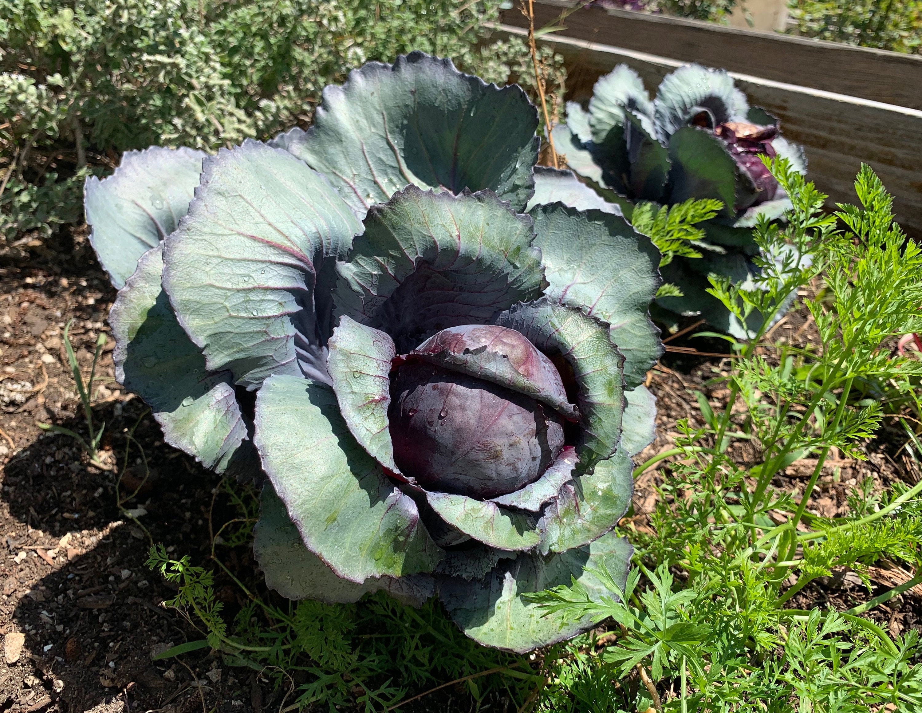 Red Acre Cabbage Seeds 500 Seeds Burgundy Purple Cabbage //