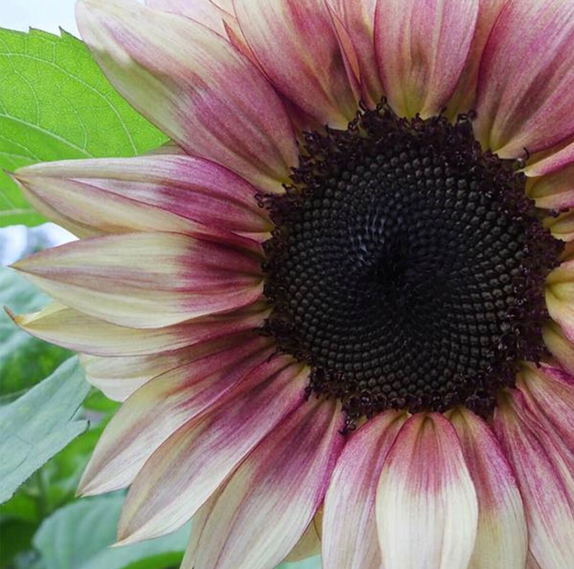 Procut® Plum F1 Sunflower Seeds Bi Color Sunflowers Single Etsy