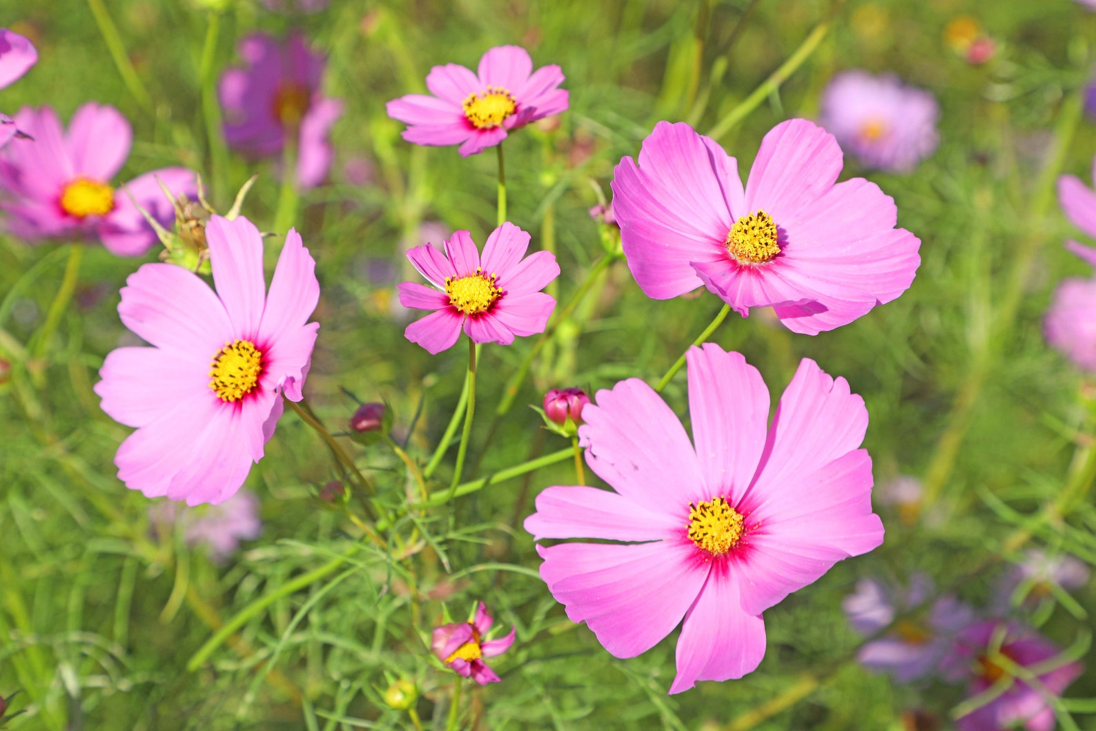 Gloria Cosmos Seeds Pink Cosmos Flowers 200 Seeds // Open Etsy