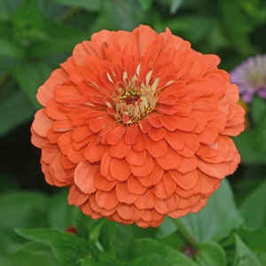 Graines de zinnia Coral Beauty, zinnias pêche-orange // pollinisation libre, héritage, sans OGM, zinnia elegans