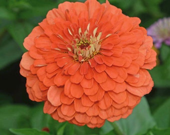 Coral Beauty Zinnia Seeds, Peachy-Orange Zinnias // Open Pollinated, Heirloom, Non GMO, zinnia elegans