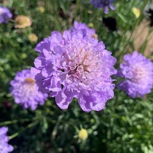 Oxford Blue Scabiosa Seeds, Pincushion Flower // Organic, Heirloom, Non GMO, Scabiosa atropurpurea