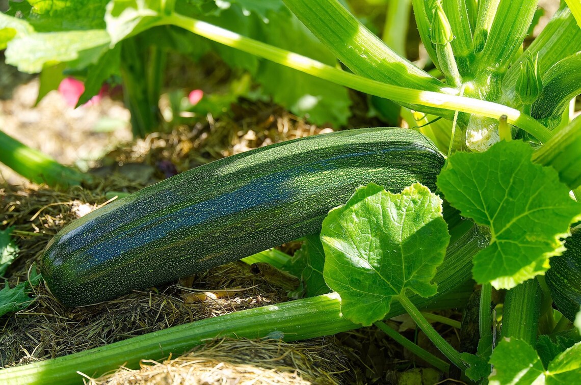 Organic Dark Green Zucchini Squash 25 Summer Squash Seeds // Etsy