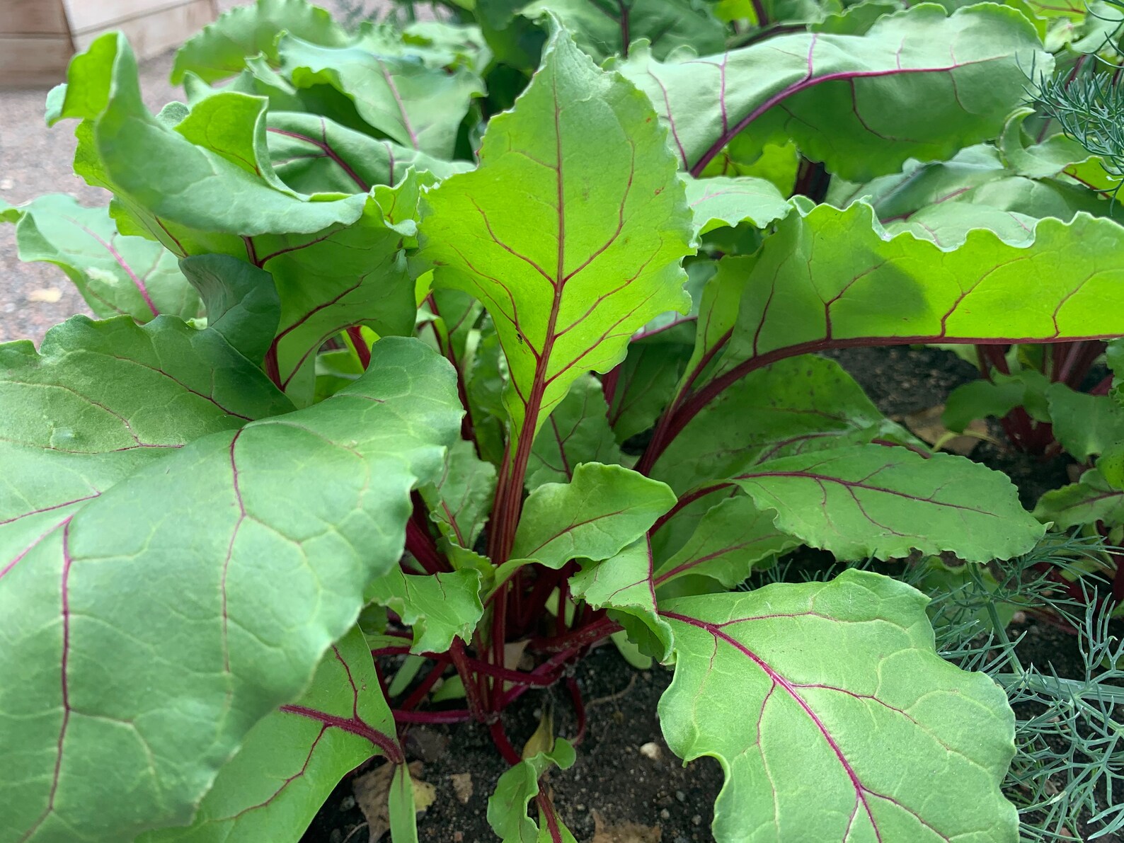 Detroit Dark Red Beet Seeds Detroit Dark Red Beets 125 Seeds Etsy