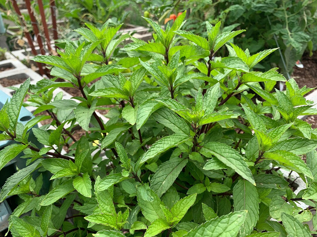 Peppermint Seeds, 250 Seeds // Heirloom Nongmo Mint Seeds, Mentha X