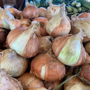 Organic Walla Walla Onion Seeds, 1g - 285 Seeds // Organic, Heirloom, Non GMO, allium cepa