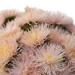 May include: Close-up of a bouquet of light pink aster flowers. The flowers have a soft, feathery appearance with yellow centers. The petals are a delicate shade of pink, and the overall effect is one of gentle beauty.