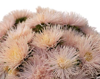 Valkyrie Brunhilde Chamois China Aster Seeds, 25 Count, Callistephus chinensis