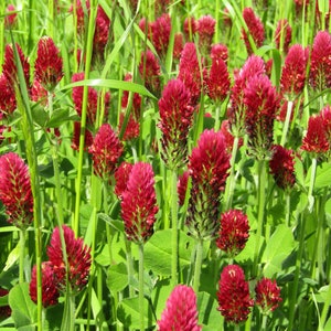 Crimson Clover Seeds, Dixie Clover, Nitrogen Fixer, 1000 Seeds // Non-GMO, trifolium incarnatum