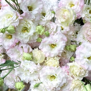 Voyage 2 First Love Lisianthus Seeds, White Blush Eustoma grandiflorum (25 Pelleted Seeds)
