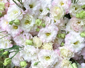 Voyage 2 First Love Lisianthus Seeds, White Blush Eustoma grandiflorum (25 Pelleted Seeds)