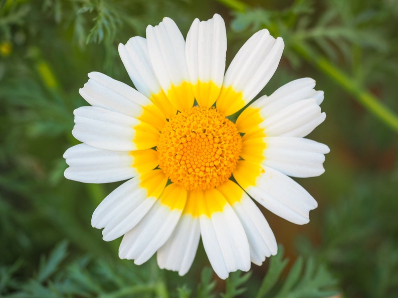 Garland Daisy Seeds Yellow Crown Halo Daisies 1000 Flower Etsy