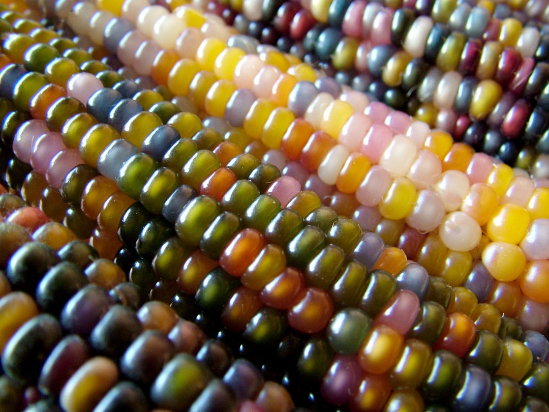 Organic Glass Gem Popcorn Corn Seeds, Ornamental Raonbow Glass Gem Corn