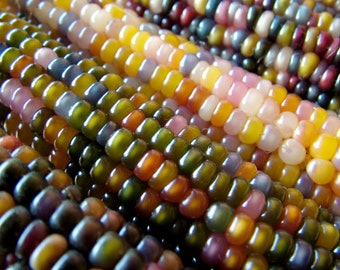 Organic Glass Gem Popcorn Corn Seeds, 50 Count