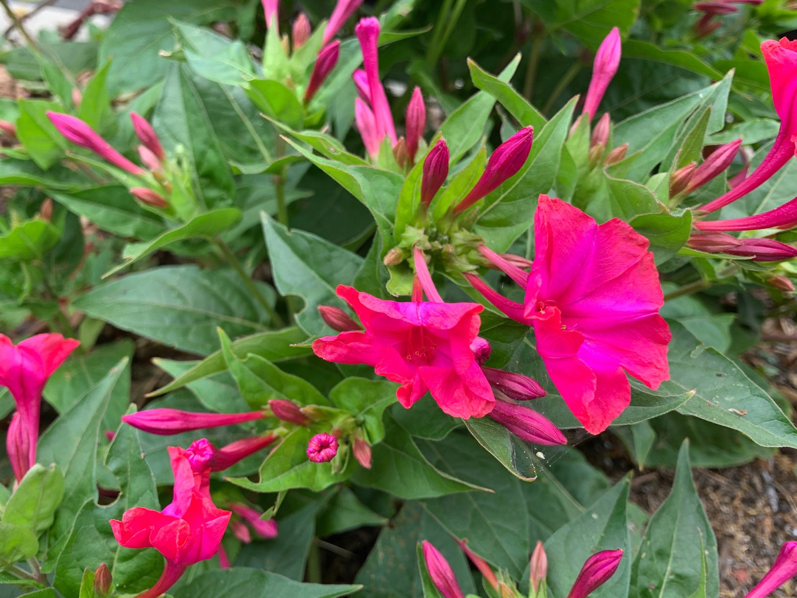 Rose Four O'clock Seeds Vibrant Pink 4 O'clock Etsy