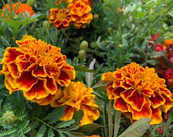 May include: Close-up of orange and red marigold flowers in bloom. The flowers have a ruffled appearance and are surrounded by green foliage.