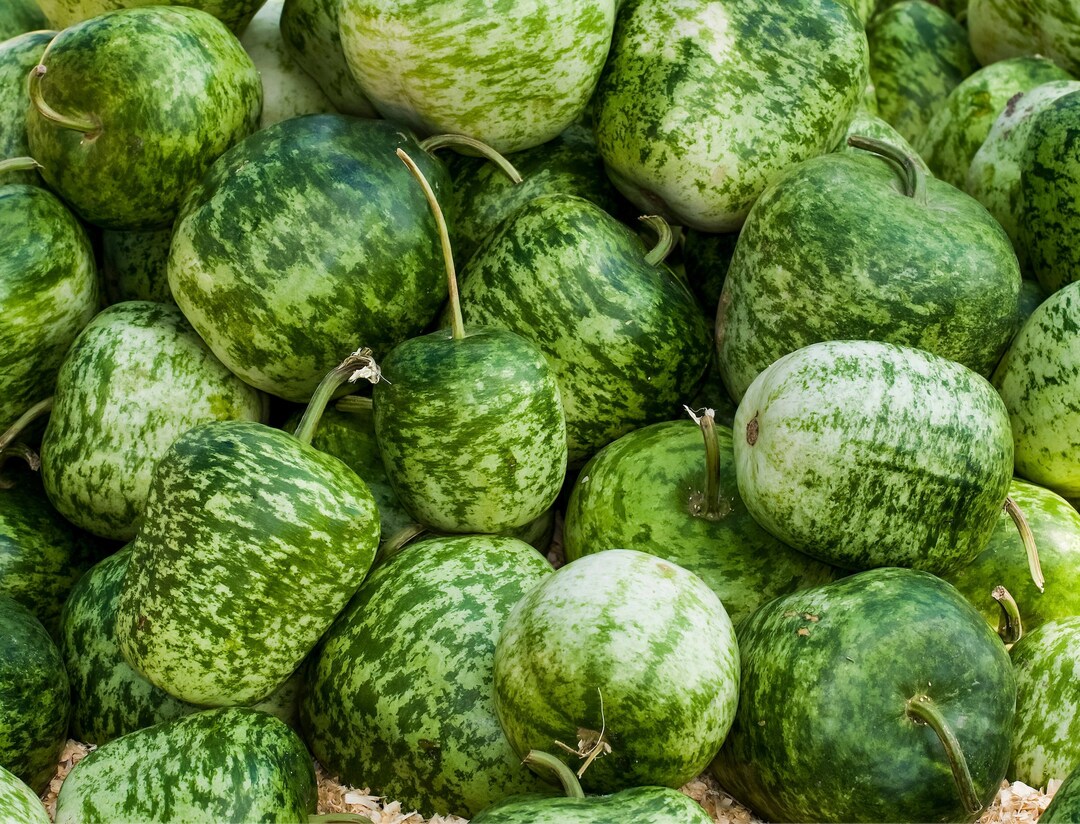 Apple Gourd Seeds, Apple Gourds, 25 Seeds // Heirloom, Nongmo