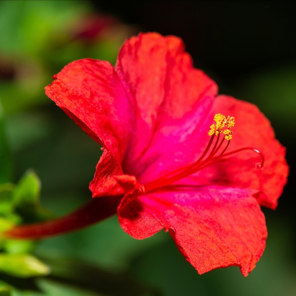 Red Four O'Clock Seeds, Vibrant Red & Pink 4 O'Clock Flowers, 50 Seeds // Non-GMO, Mirabilis jalapa