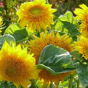 Starburst Greenburst Sunflower Seeds, Yellow Semi-Double Flowers // Non-GMO, helianthus annuus