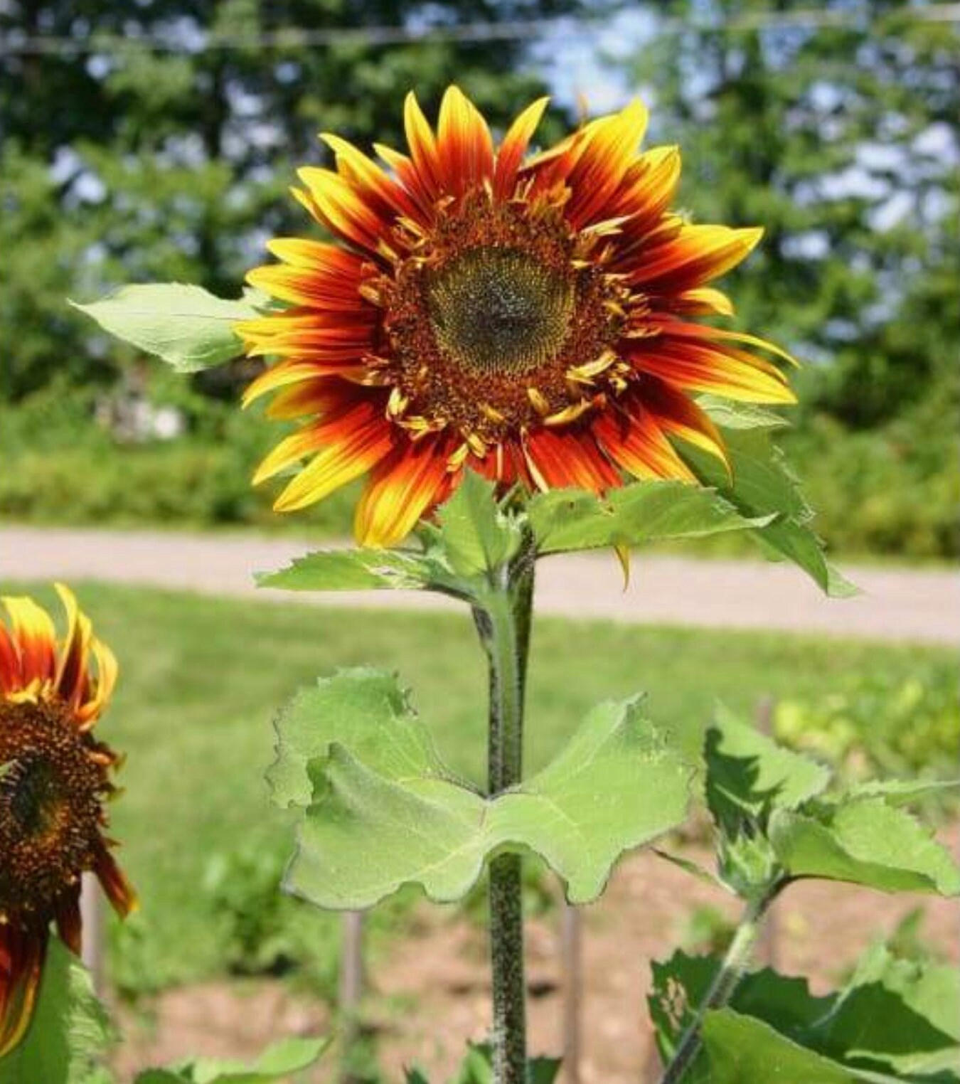 Joker Sunflower Seeds Red and Yellow Semidouble Flowers 25 Etsy