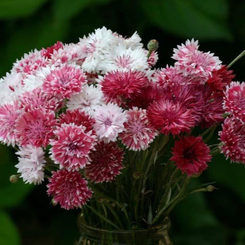 Classic Romantic Bachelor Buttons Seeds Bi Color Pink White Etsy