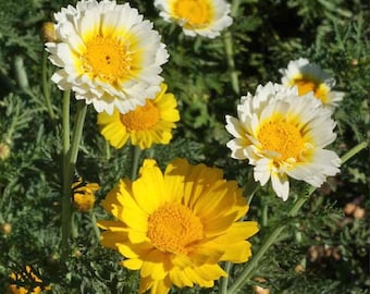 Garland Daisy Seeds, Yellow Crown Halo Daisies, Flower Seeds // Open Pollinated, Non-GMO, chrysanthemum coronarium