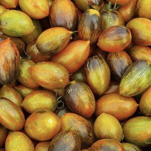 May include: A close-up shot of a pile of heirloom tomatoes. The tomatoes vary in color from green to yellow to orange and brown. They are oval-shaped with smooth skin and some still have their green stems attached.